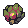 Succulent
